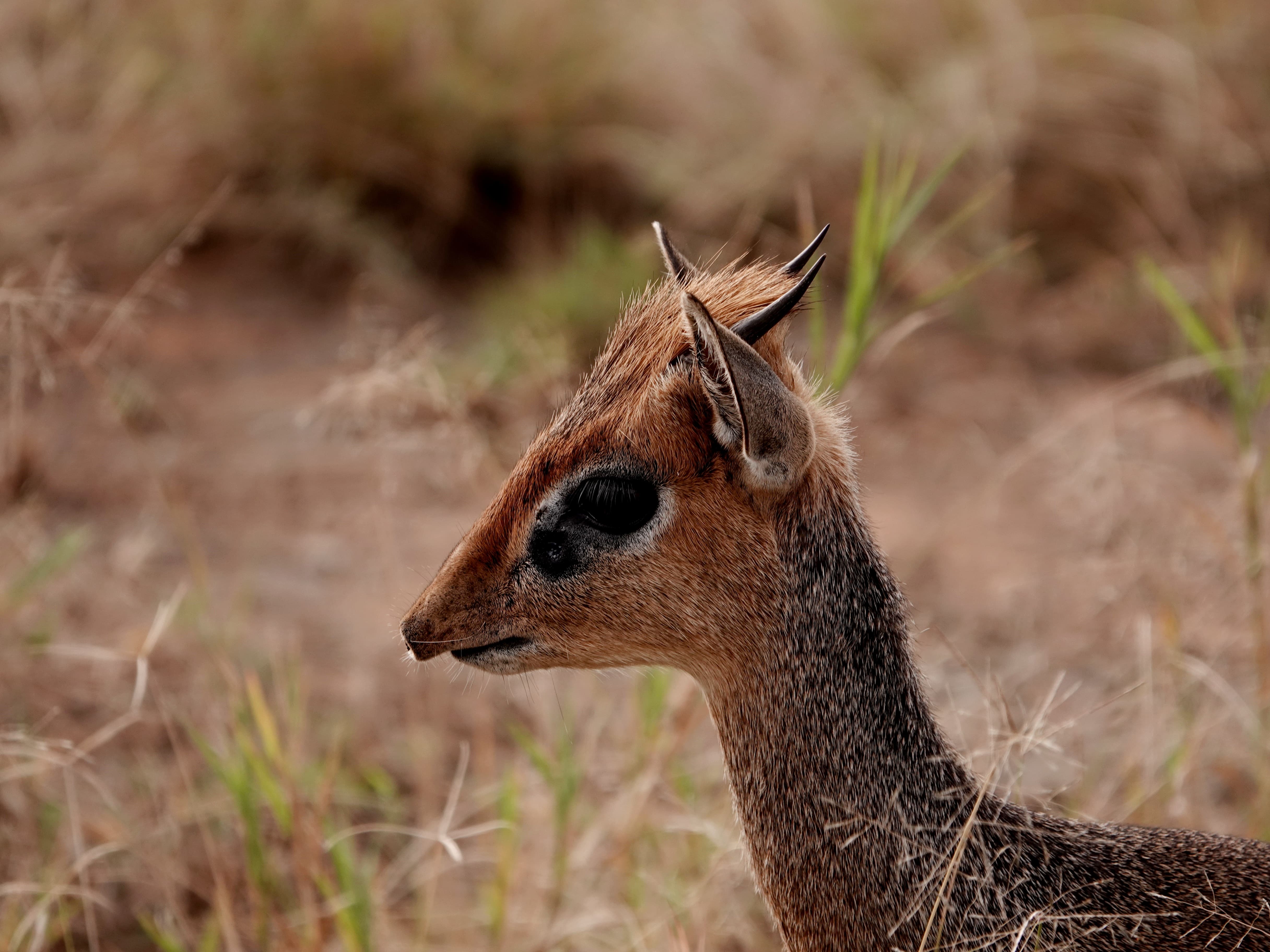 Tanzania Budget Safari Day 5